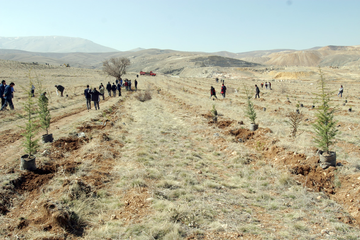1.5 Milyon Ağaç Toprakla Buluşacak