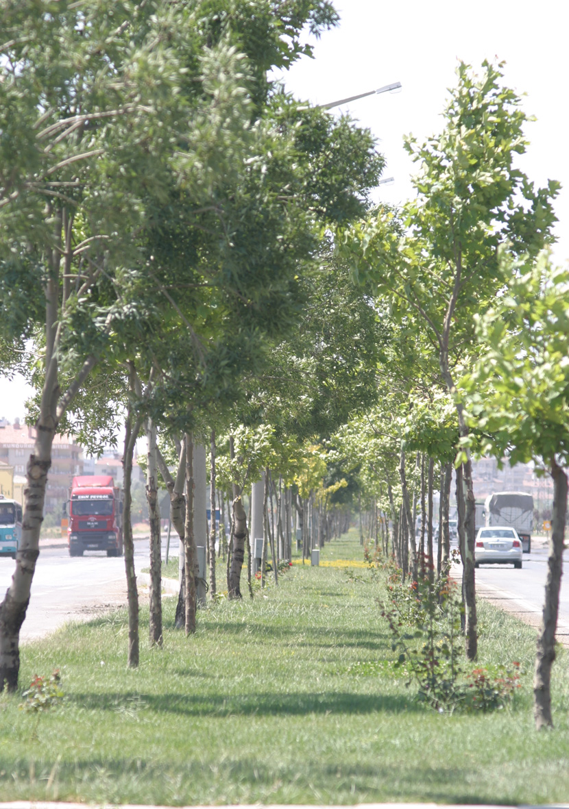 2 Milyon 25 Bin Fidanla Ağaçlandırmada Rekor