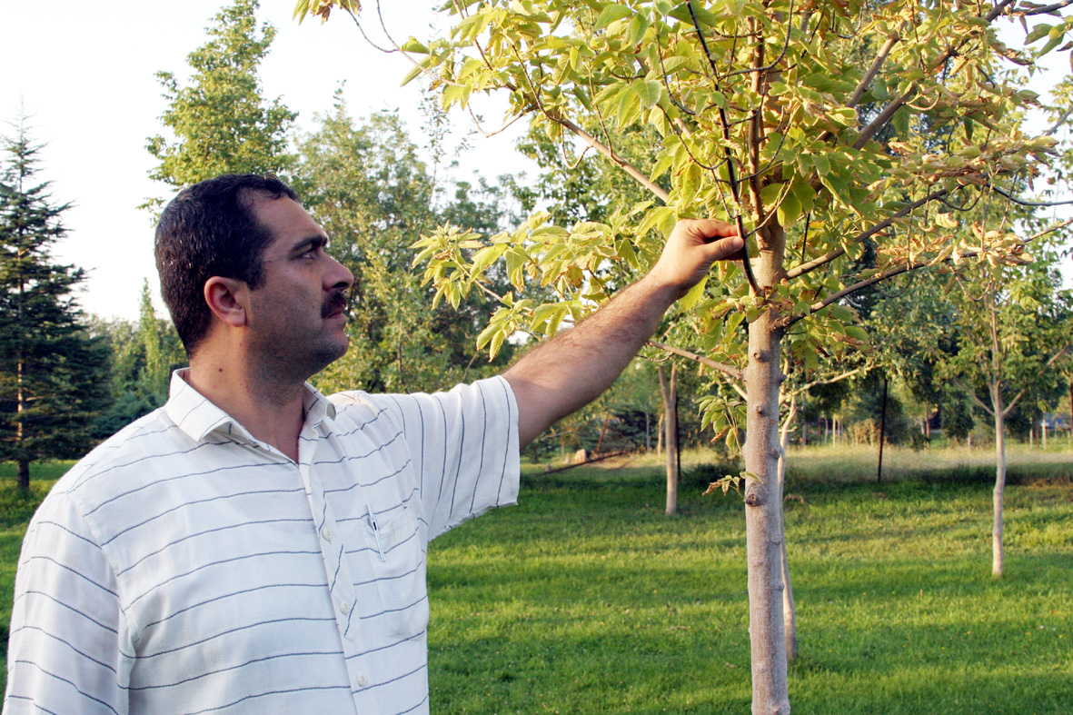 Sıcaktan Etkilenen Bitkilere Suni Yağmurlama
