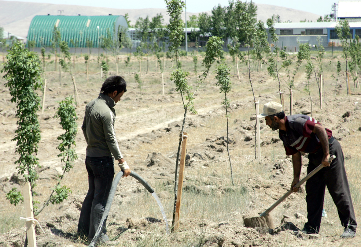 Kayacık Koruluğu'na 10 Bin Fidan Dikildi