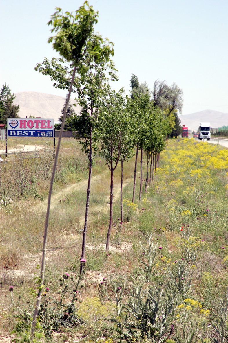 Kayacık Koruluğu'na 10 Bin Fidan Dikildi