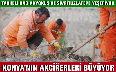 Büyükşehir Belediyesi Ağaçlandırma Çalışmaları