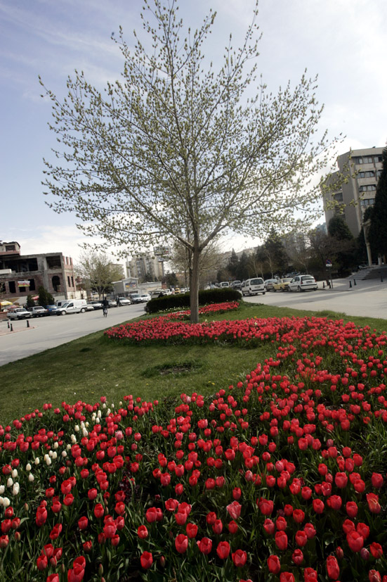 Konya'da Lale Mevsimi Başlıyor