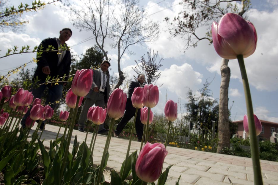 Mezarlıklarda Rengarenk Laleler Açtı