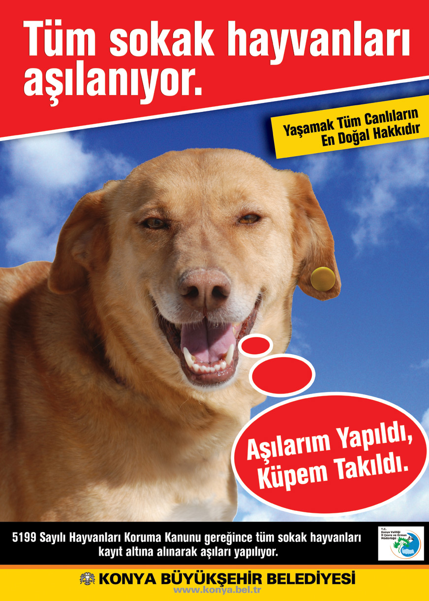 Kısırlaştırılan Sahipsiz Köpekler Elektronik Ortamda Takip Ediliyor