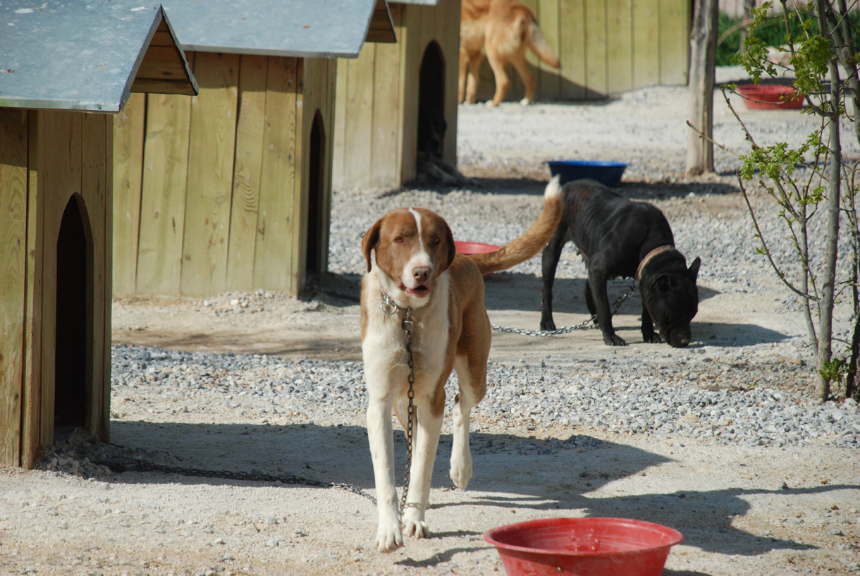 Kısırlaştırılan Sahipsiz Köpekler Elektronik Ortamda Takip Ediliyor