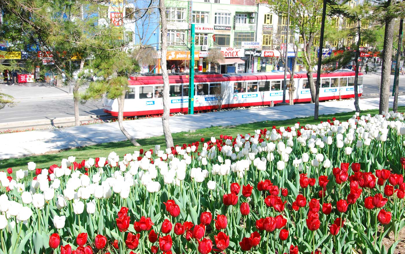 Lalenin Anadolu'daki Vatanı Konya