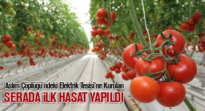 Aslım Çöplüğü'ndeki Elektrik Tesisi'ne Kurulan Serada İlk Hasat Yapıldı