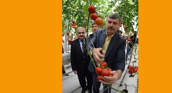 Aslım Çöplüğü'ndeki Elektrik Tesisi'ne Kurulan Serada İlk Hasat Yapıldı