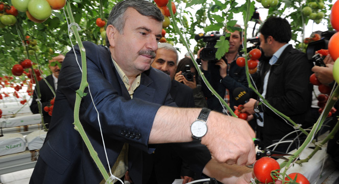 Aslım Çöplüğü'ndeki Elektrik Tesisi'ne Kurulan Serada İlk Hasat Yapıldı