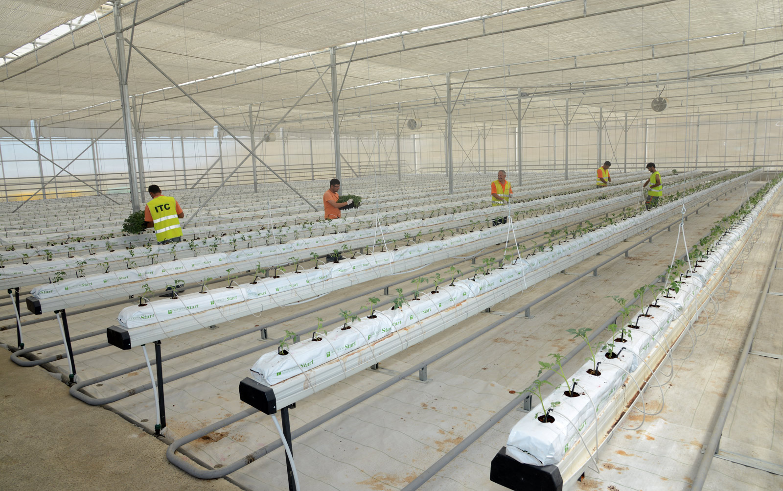 Çöplükte Elektrik Üretiminden Açığa Çıkan Isıyla Domates Üretimine Başlandı