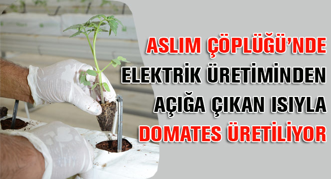 Çöplükte Elektrik Üretiminden Açığa Çıkan Isıyla Domates Üretimine Başlandı