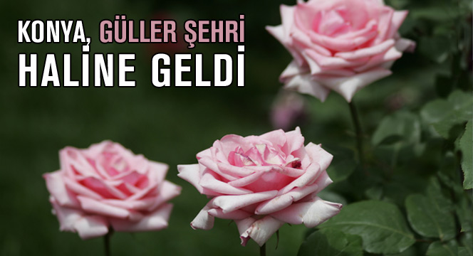 Konya Güller Şehri Haline Geldi