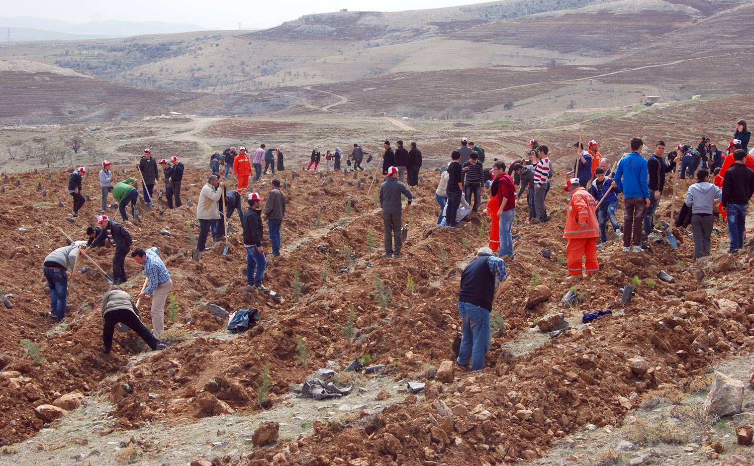 Büyükşehir, 2 Milyon Fidanı Toprakla Buluşturdu