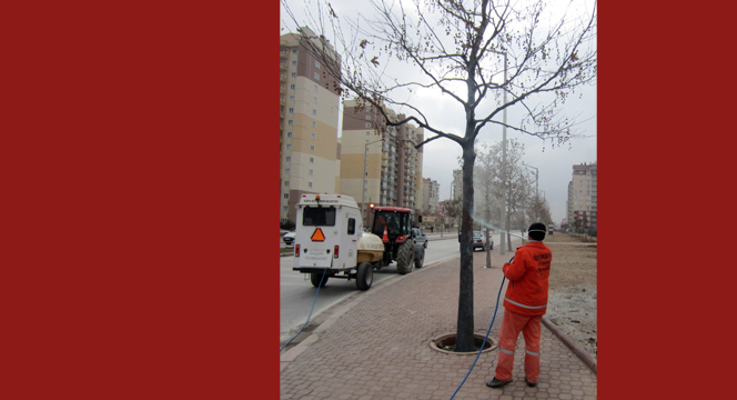 Ağaçlara Kışlık Yağ Uygulaması Yapılıyor