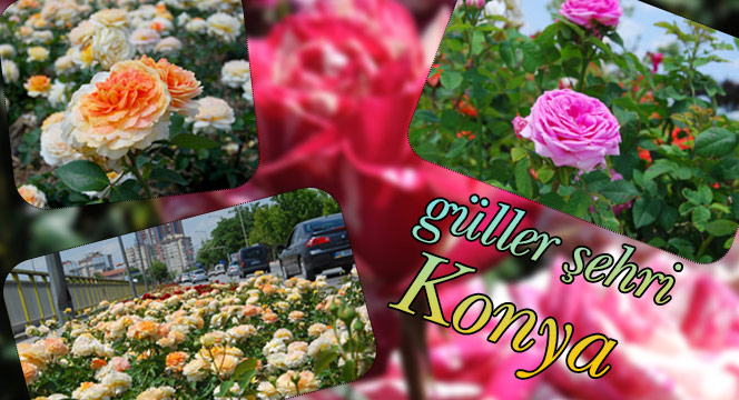 Güller Şehri Konya