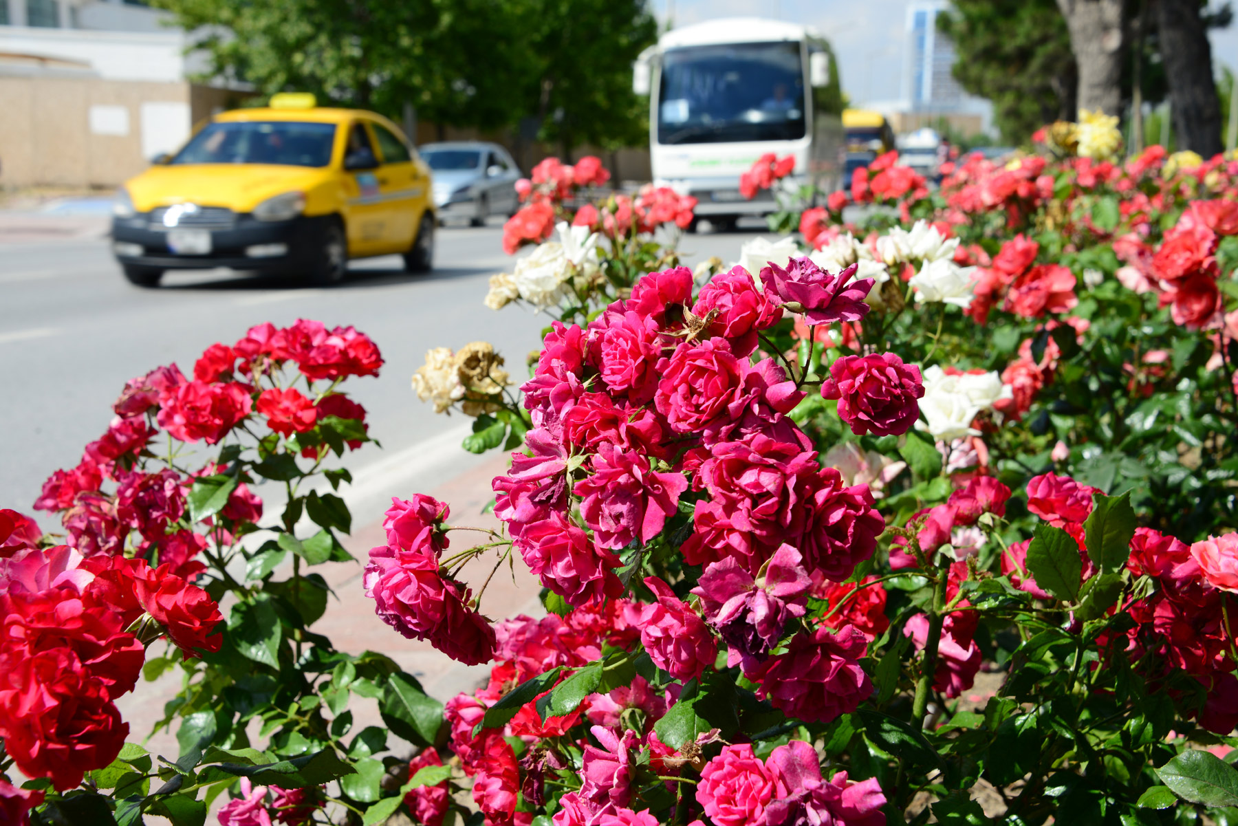 Konya\'da \'Gül\' Zamanı