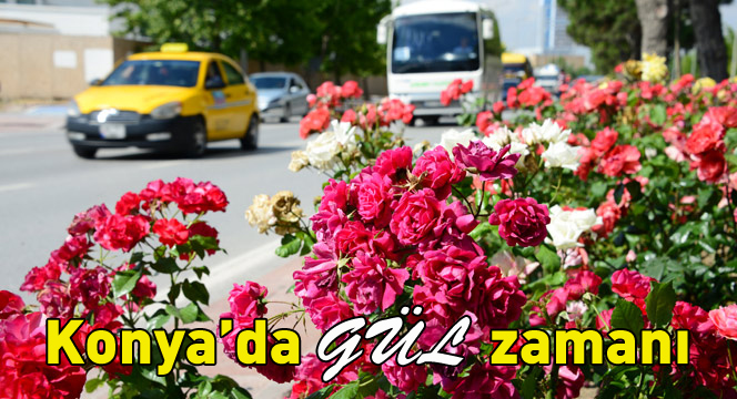 Konya\'da \'Gül\' Zamanı