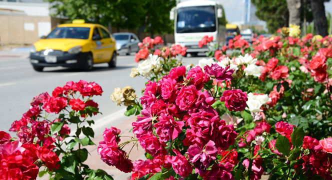 Konya\'da \'Gül\' Zamanı