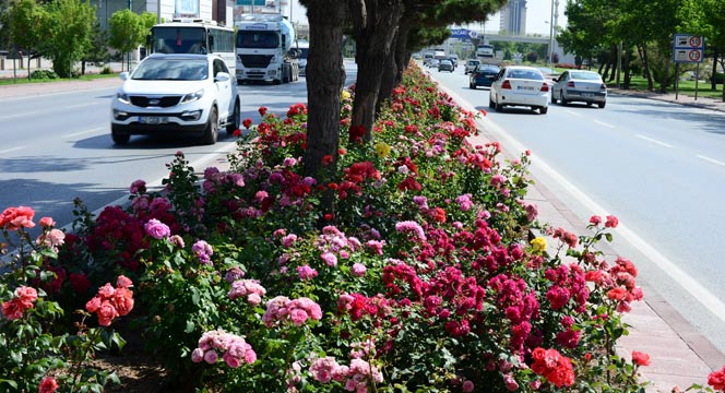 Konya\'da \'Gül\' Zamanı