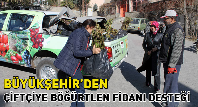 Büyükşehir'den Çiftçiye Böğürtlen Fidanı Desteği