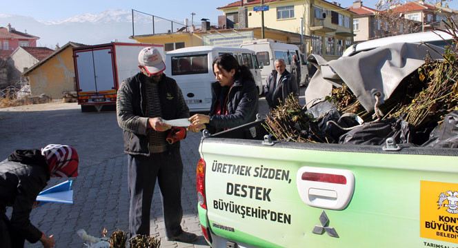 Büyükşehir'den Çiftçiye Böğürtlen Fidanı Desteği
