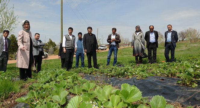 Büyükşehir'den Modern Meyvecilik ve Çilek Yetiştiriciliği Eğitimi 