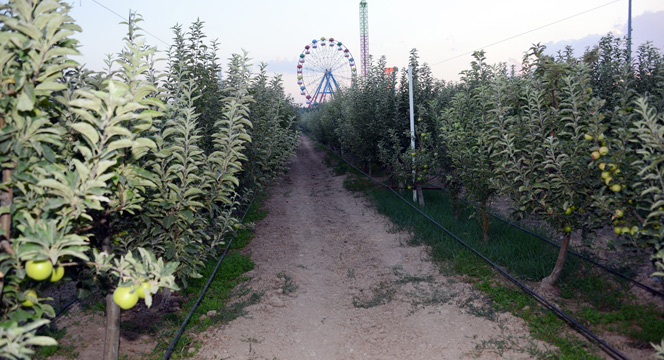Büyükşehir'den Organik Meyve İkramı