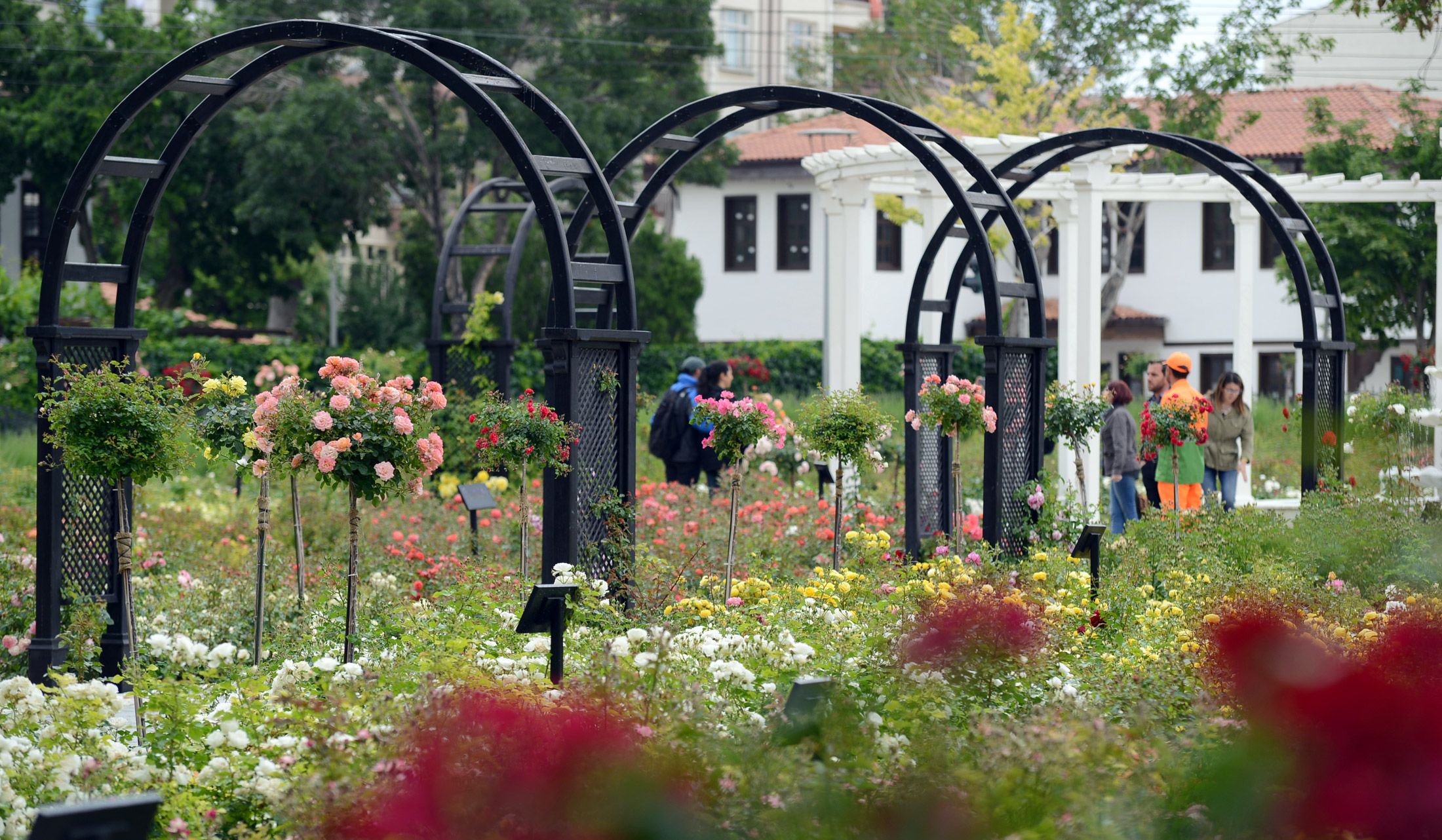 Kültürpark Gülbahçe'de Güllerin Ahengi