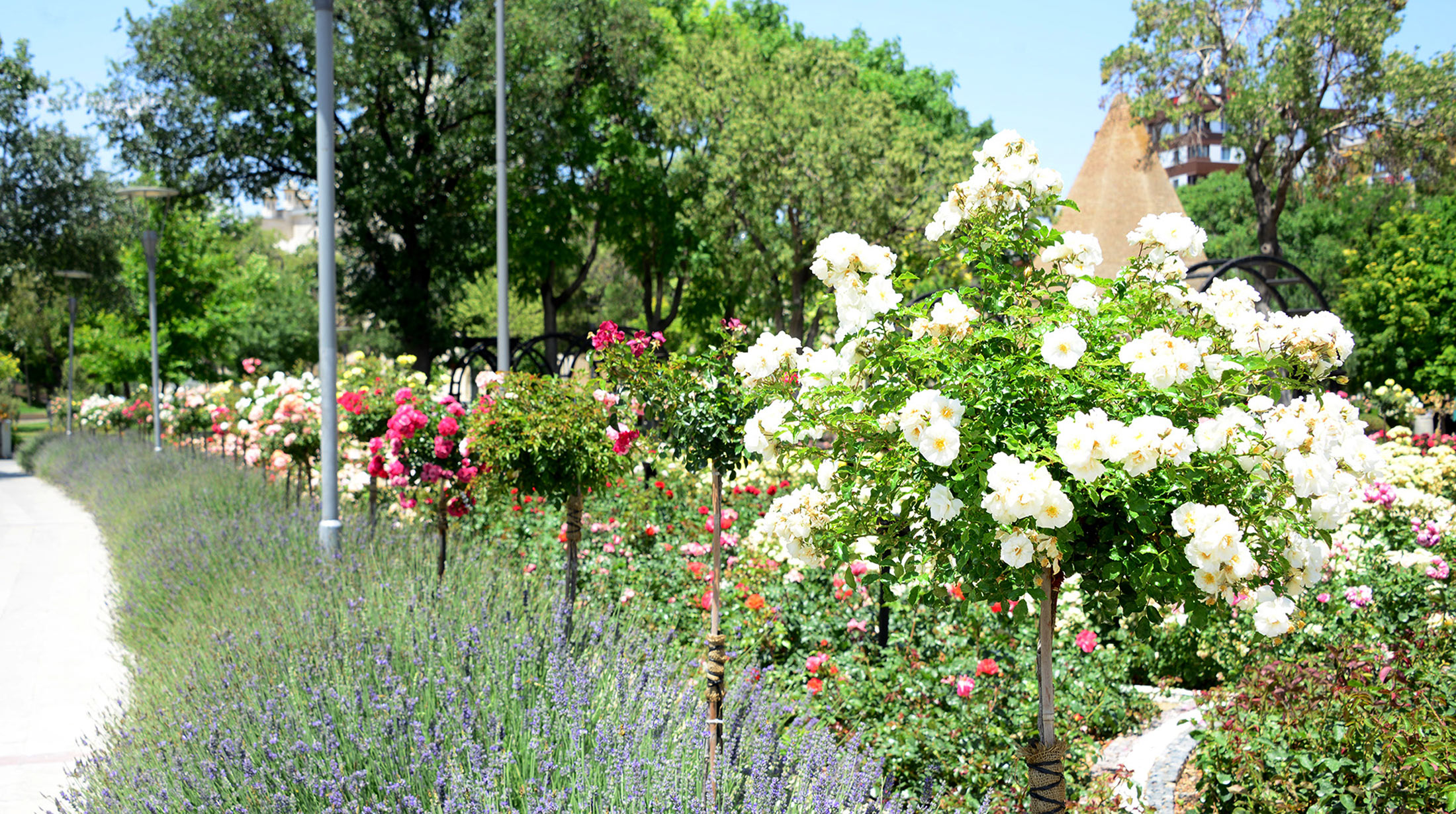 Kültürpark Gülbahçe'de Güllerin Ahengi
