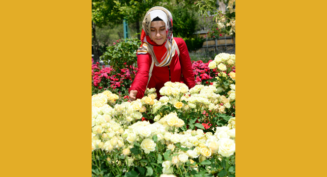 Kültürpark Gülbahçe'de Güllerin Ahengi