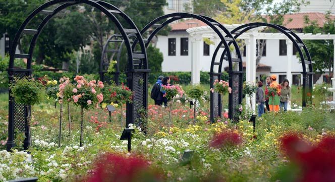 Kültürpark Gülbahçe'de Güllerin Ahengi