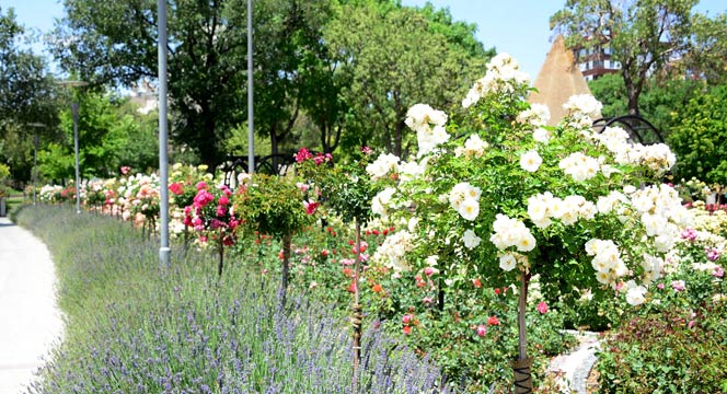 Kültürpark Gülbahçe'de Güllerin Ahengi