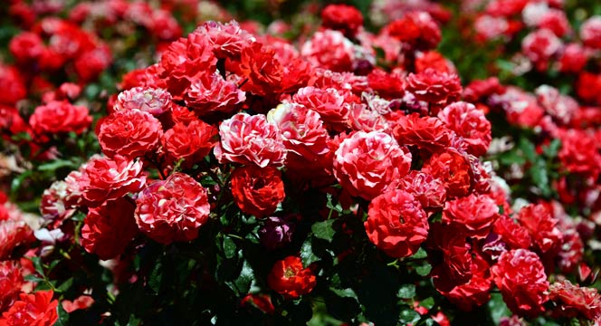 Kültürpark Gülbahçe'de Güllerin Ahengi