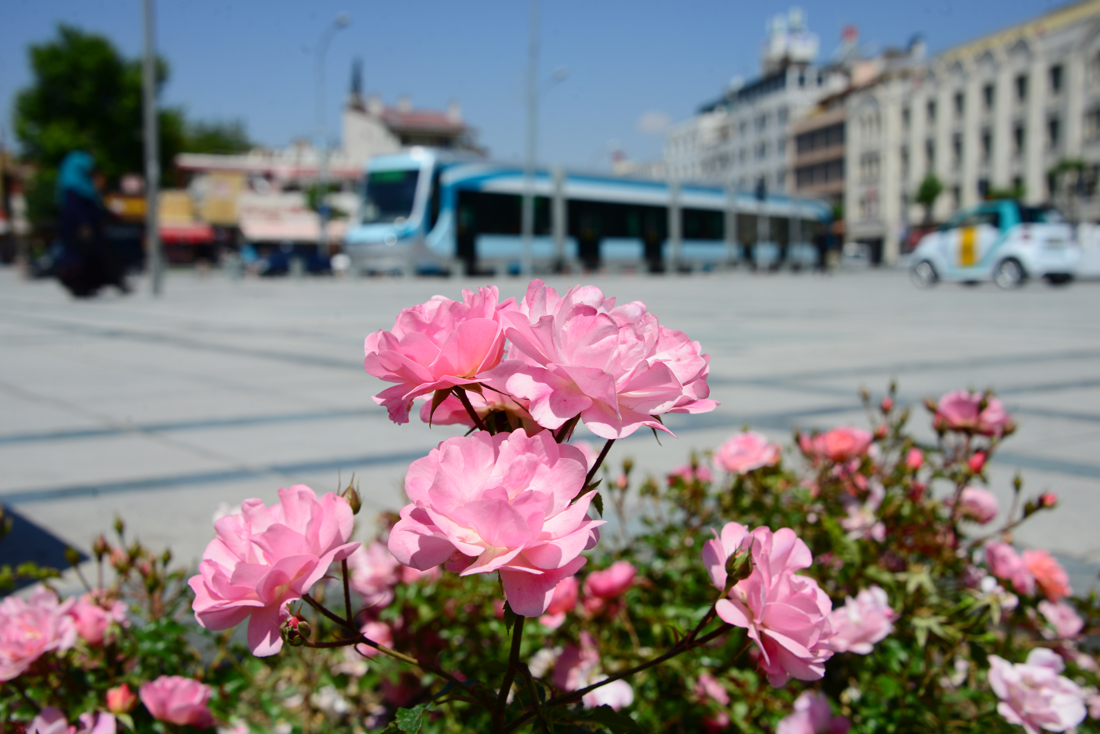 Güller Şehri Konya