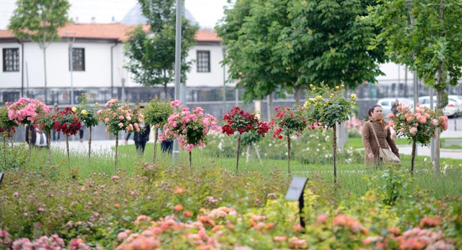 Güller Şehri Konya