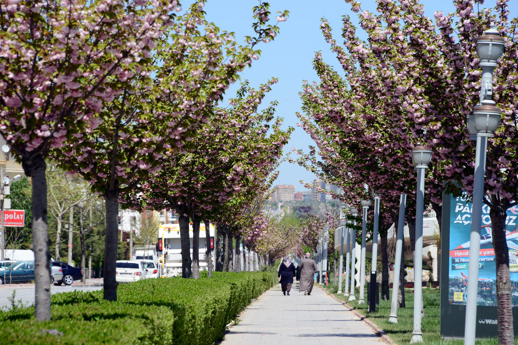 Rengarenk Sakuralar Baharı Yaşatıyor