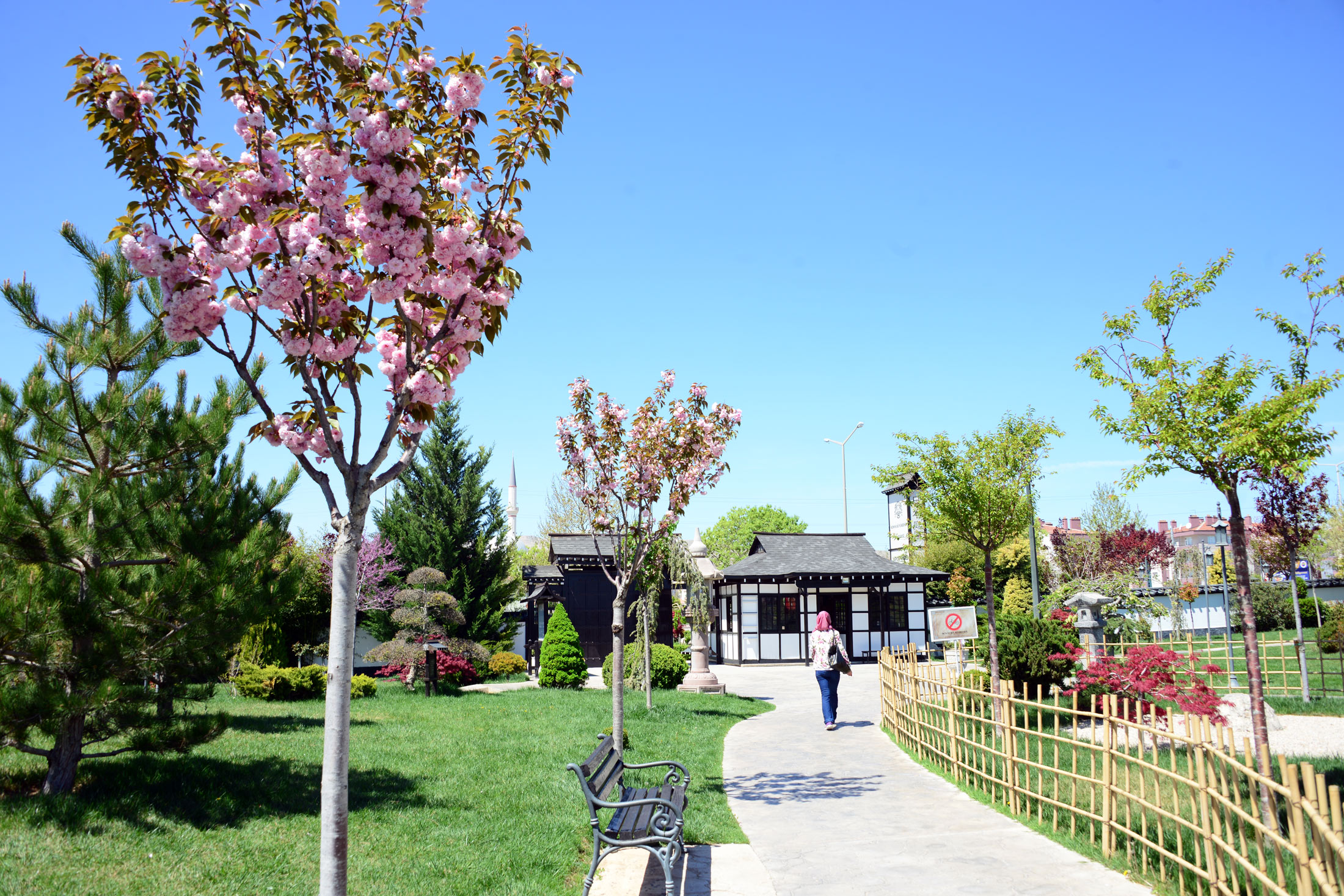 Rengarenk Sakuralar Baharı Yaşatıyor