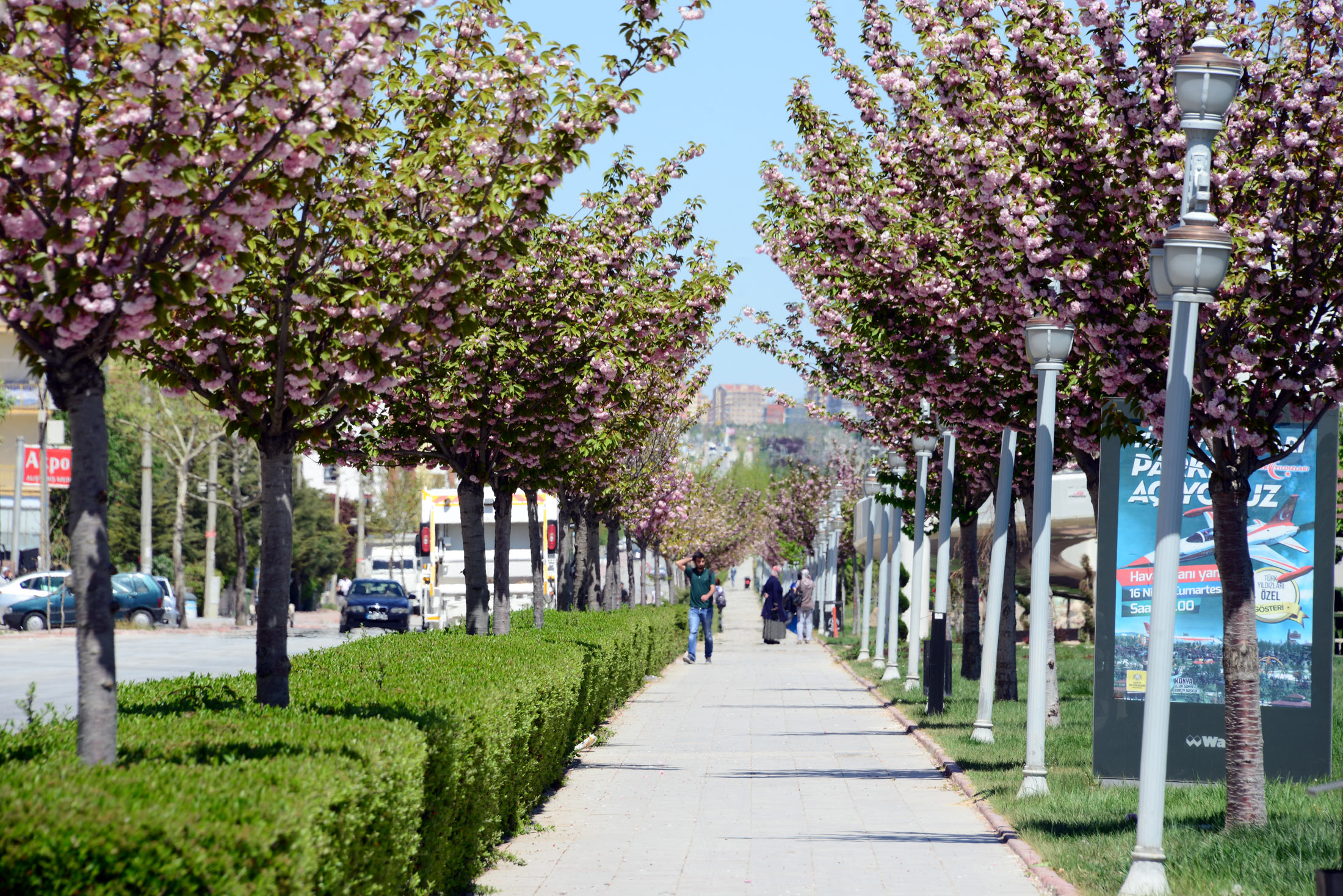 Rengarenk Sakuralar Baharı Yaşatıyor