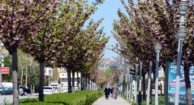 Rengarenk Sakuralar Baharı Yaşatıyor