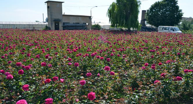 Konya'da Lavanta ve Gül Üretimi Artırılacak