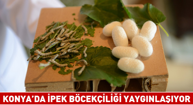 Konyada İpek Böcekçiliği Yaygınlaşıyor