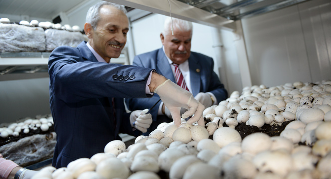 Mantar Yetiştiriciliği Eğitiminde İlk Hasat Yapıldı