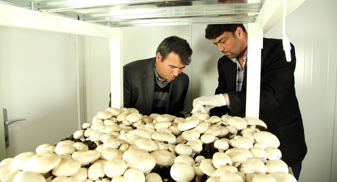 Mantar Yetiştiriciliği Eğitiminde İlk Hasat Yapıldı