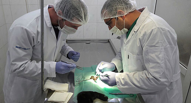 Sahipsiz Hayvanlar İçin Merhamet Yuvası
