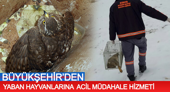 Yaban Hayvanlarına Acil Müdahale Hizmeti