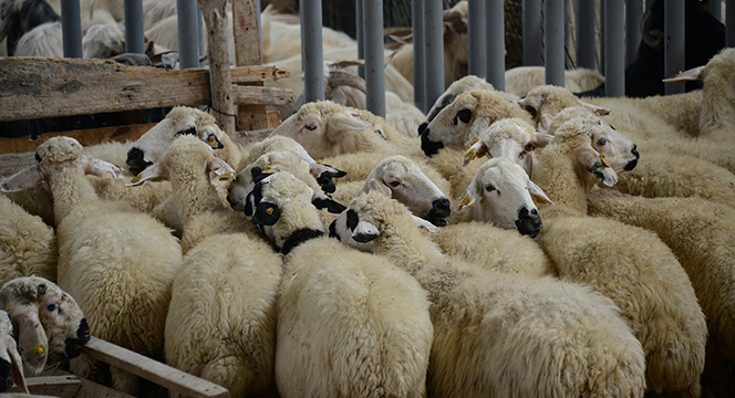 Türkiye'nin En Modern Hayvan Pazarında Bayram Yoğunluğu