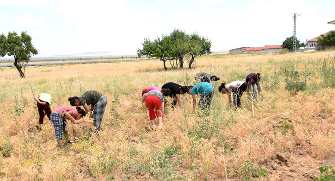 Mevsimlik Tarım İşçilerinin Çocukları Gönüllerince Eğlendi