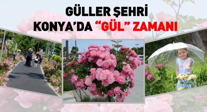 Güller Şehri Konya'da 'Gül' Zamanı 