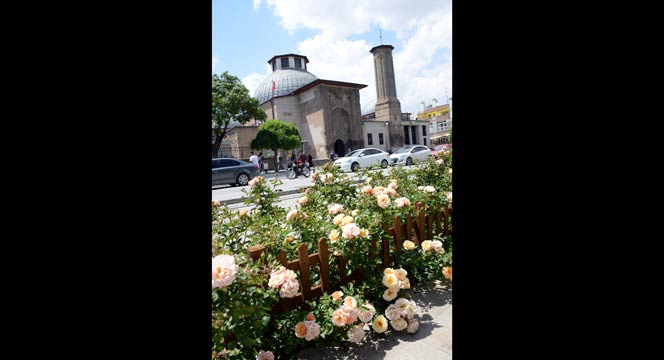 Güller Şehri Konya'da 'Gül' Zamanı 